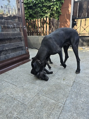 Dog german marele danez great dane  - imagine 2