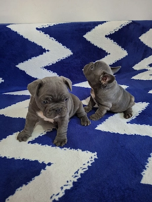 Bulldog francez culoare blue  - imagine 3