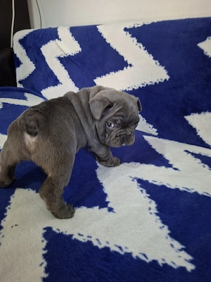 Bulldog francez culoare blue  - imagine 5
