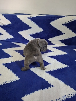 Bulldog francez culoare blue  - imagine 2