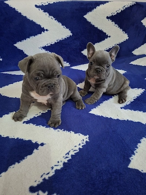 Bulldog francez culoare blue  - imagine 4