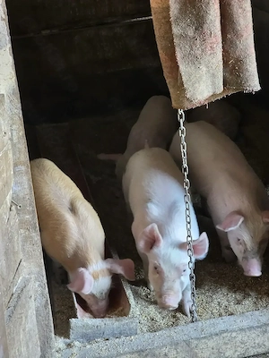 Purcei grasuni landrace cu duroc , calitate top garantat mai reveniti - imagine 3