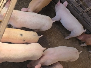 Purcei grasuni landrace cu duroc , calitate top garantat mai reveniti - imagine 2