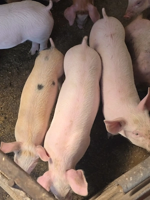 Purcei grasuni landrace cu duroc , calitate top garantat mai reveniti