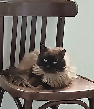 Pisica Motan Ragdoll  - imagine 4