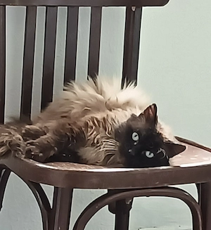 Pisica Motan Ragdoll  - imagine 3