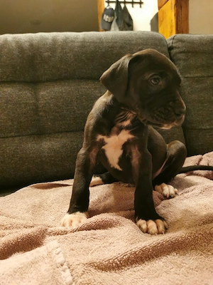 Dog german marele danez great dane