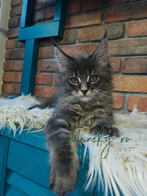 Pui pisica rasa  Maine Coon