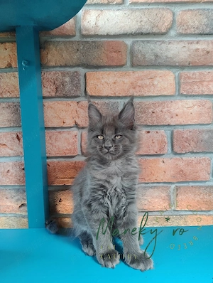 Pui pisica rasa  Maine Coon