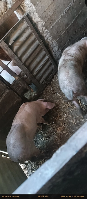 porci suldei