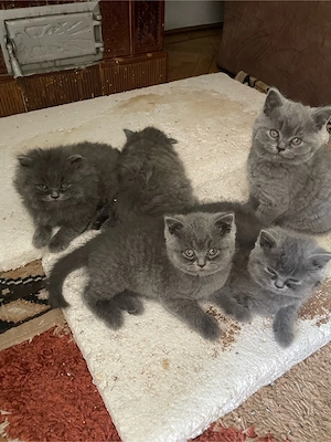 Pisicuțe British Shorthair si Longhair - imagine 3