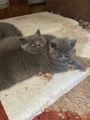 Pisicuțe British Shorthair si Longhair - imagine 2