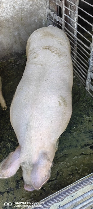 Vand porc pentru sacrificat - imagine 2