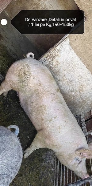 Vand porc pentru sacrificat