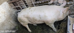 Vand porc pentru sacrificat - imagine 3