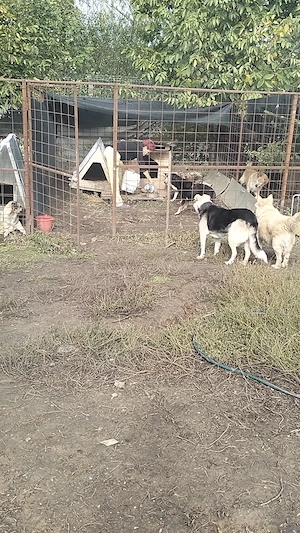 Angajăm îngrijitor animale de companie!