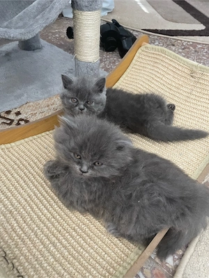Pisicuțe British Shorthair si Longhair - imagine 4