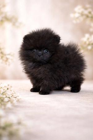 Mascul Pomeranian cu pedigree FCI 