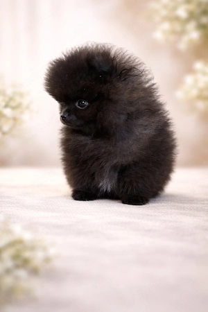 Mascul Pomeranian cu pedigree FCI 