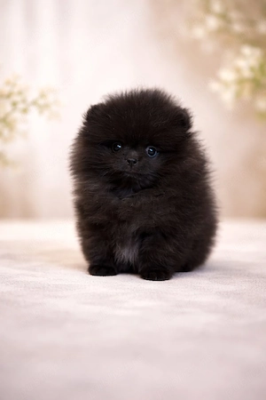 Mascul Pomeranian cu pedigree FCI  - imagine 2