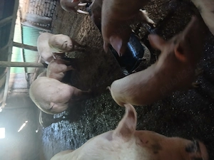 Ofer spre vanzare porci  - imagine 4