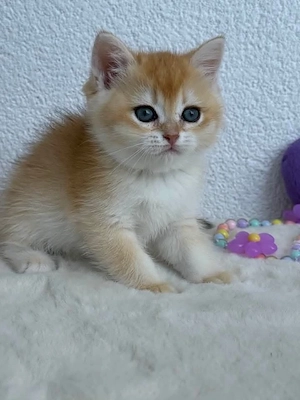 British shorthair chinchilla golden  - imagine 2