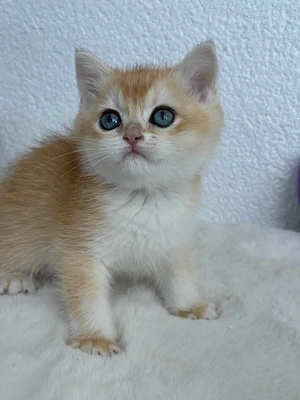 British shorthair chinchilla golden  - imagine 3