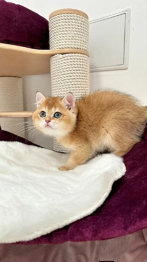 British shorthair chinchilla golden  - imagine 4