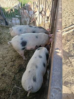 Vand purcei 600lei bucată negociabil