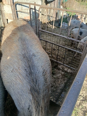 Vand scroafa pentru tăiat!Peste 300 kg 