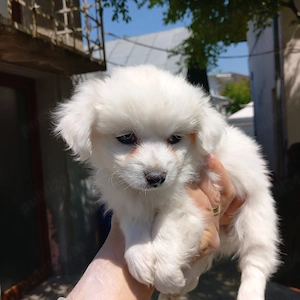 Bishon frise toy