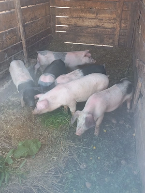 purcei de vânzare 