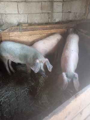 porci de vânzare  - imagine 4