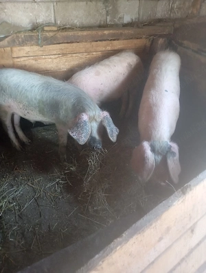 porci de vânzare  - imagine 3