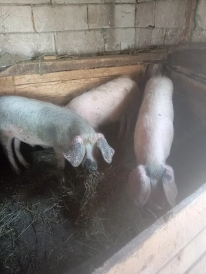 porci de vânzare  - imagine 5