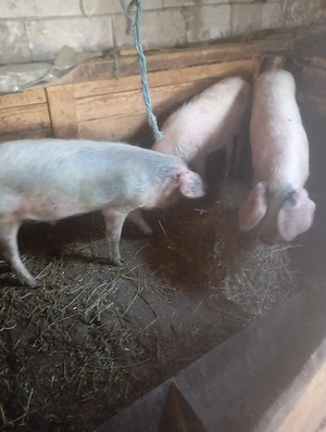 porci de vânzare  - imagine 2