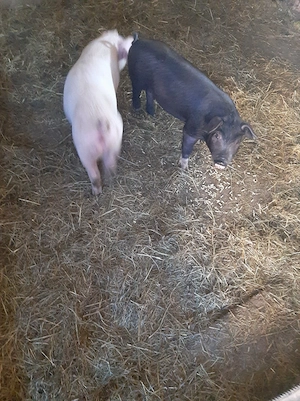 purcei de vânzare 