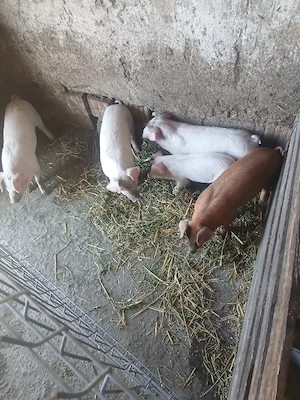 de vânzare 5 bucăți castrați vaccinați 