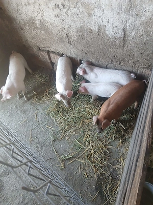 de vânzare 5 bucăți castrați vaccinați  - imagine 4