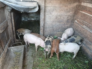 Vand purcei de 8saptamani