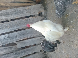 Vand cocos de tara