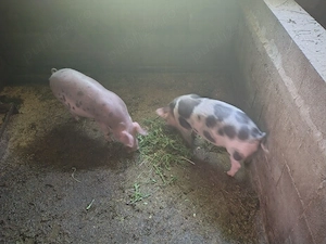 Vand Porci - imagine 3