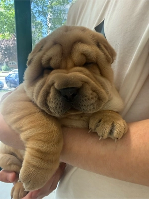 Cățeluși Shar Pei - imagine 3