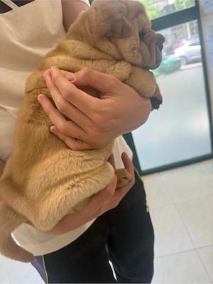 Cățeluși Shar Pei - imagine 2