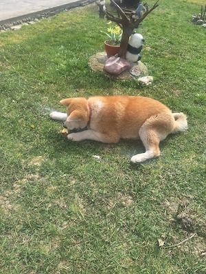 Vând o catelusă Akita Inu in varsta de 6 luni, - imagine 4