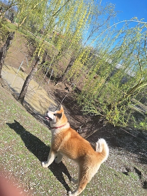 Vând o catelusă Akita Inu in varsta de 6 luni, - imagine 2