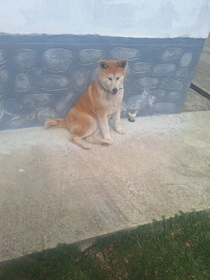 Vând o catelusă Akita Inu in varsta de 6 luni, - imagine 3