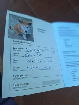 Vând o catelusă Akita Inu in varsta de 6 luni, - imagine 5