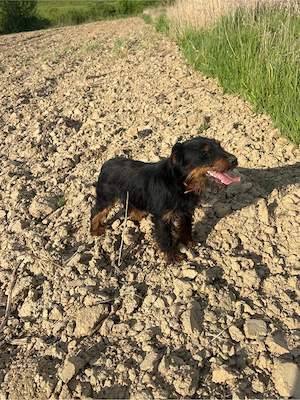 mascul jagdterrier
