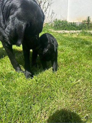 Labrador retriever 